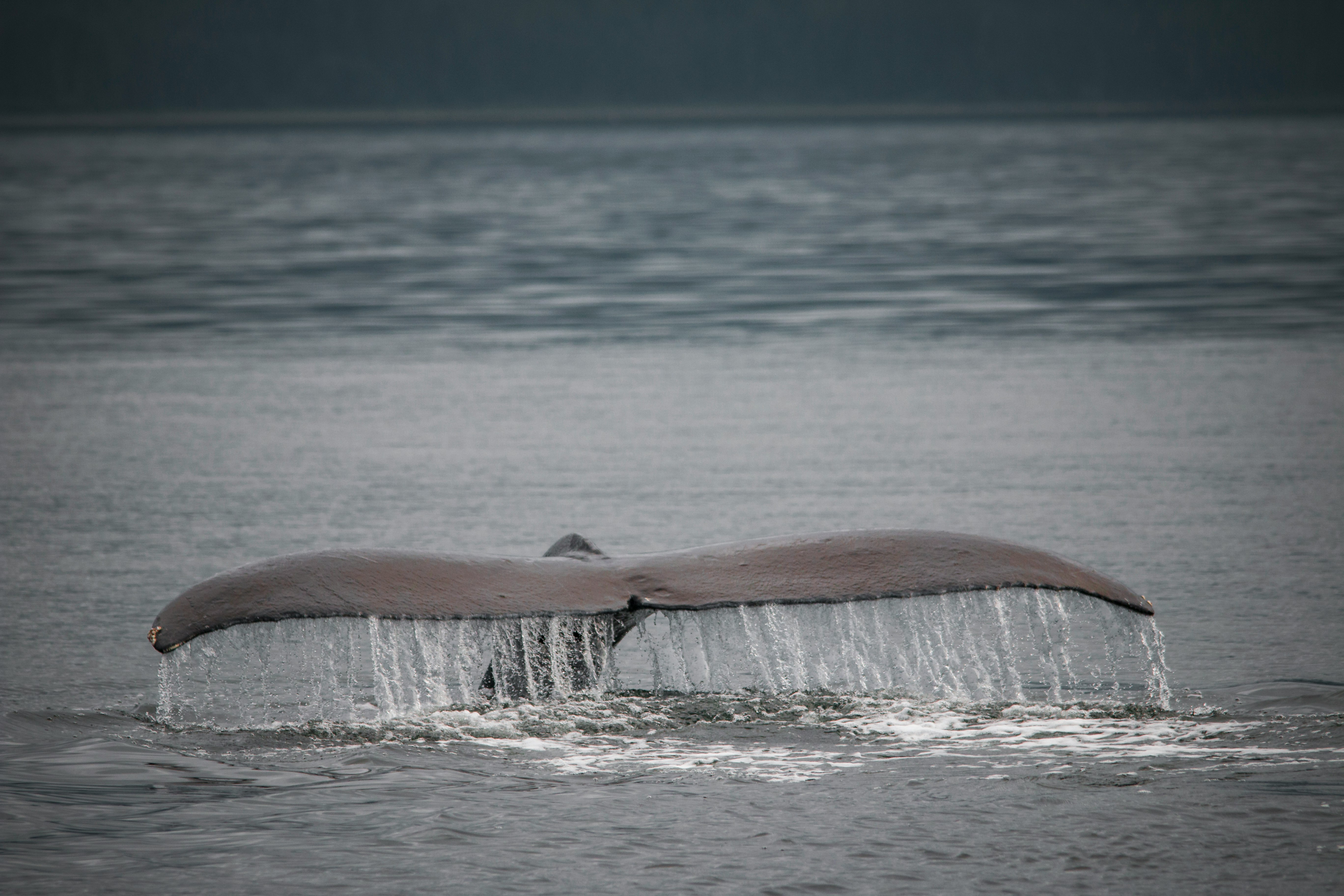 whale tail's showing above the sea